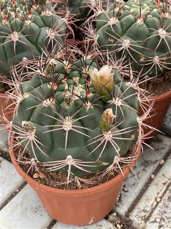 Gymnocalycium Saglionis