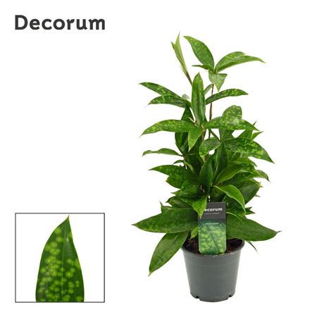 Drac Surculosa (decorum)