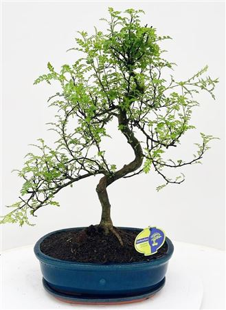 Bonsai With Driptray