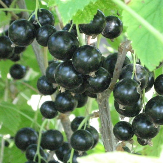 Смородина черная Гулливер (в тубе)