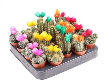 Cactus Dryflowers Mix
