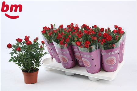 Rosa Hot Jewel (bm)