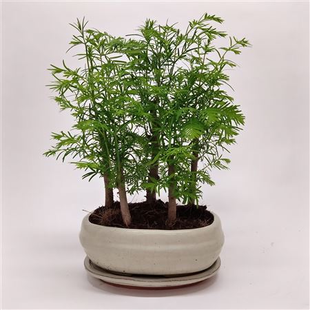 Bonsai Metasequoia Forest With Drip Tray
