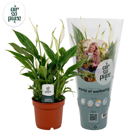 Spath Bellini 8+ (air So Pure)