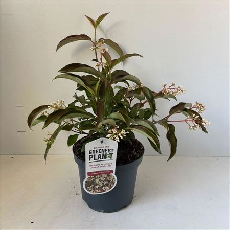 Viburnum Hillieri Winton