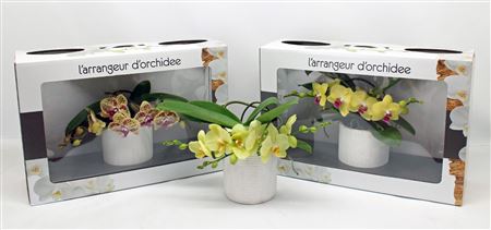 Phal L'arrangeur D'orchidee Yellow (phalaenova)