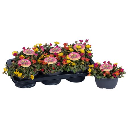 Portulaca Nano Carnaval