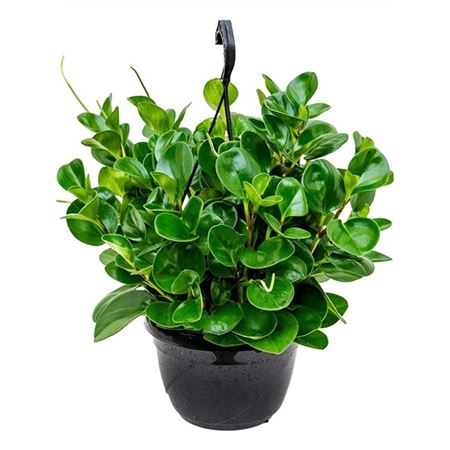 Peperomia Obtusifolia Green Hangpot