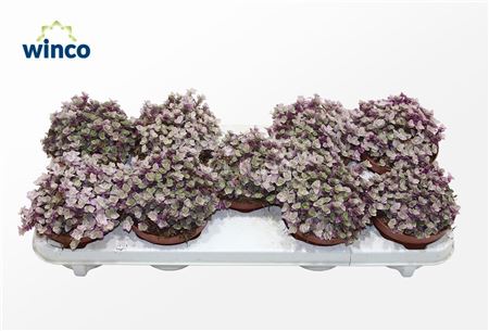 Tradescantia Fluminensisn