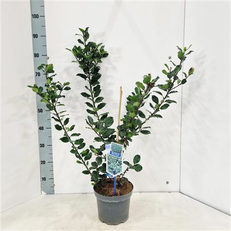 Ilex Mes Blue Prince