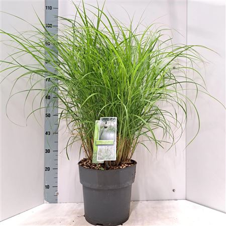 Miscanthus Sin Herman Mussel