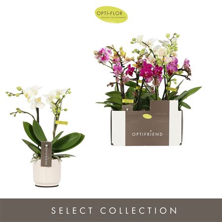 Phal Mini 2st Mix Lazio