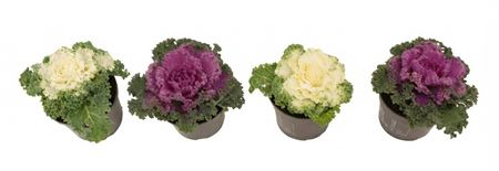 Brassica Curly Mix