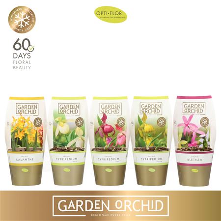 Garden Orchid Mix 3-5+ (opti)