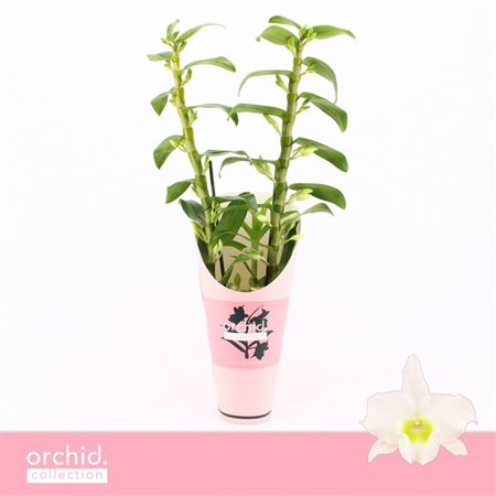 Dendr Nob 2st Apollon Orchid