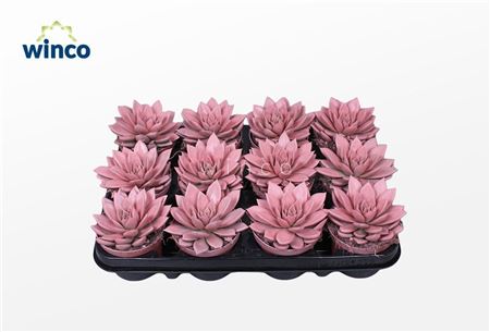 Echeveria Agavoides Paint Pink