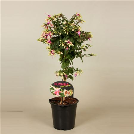 Fuchsia On Stem Ellebel