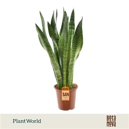 Sansevieria Zeylanicaca