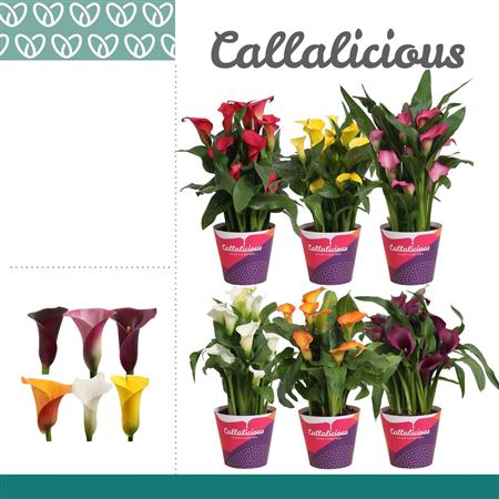 Zantedeschia Mix 4+ In Potcover