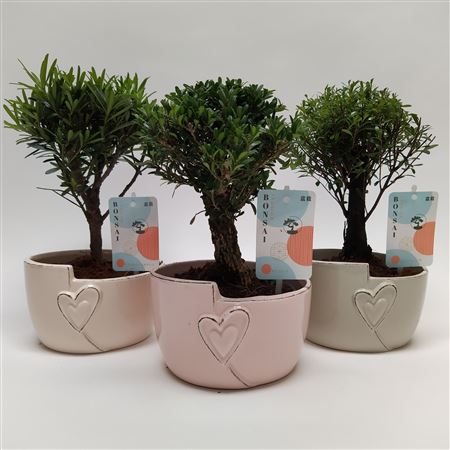 Bonsai Mix Heart