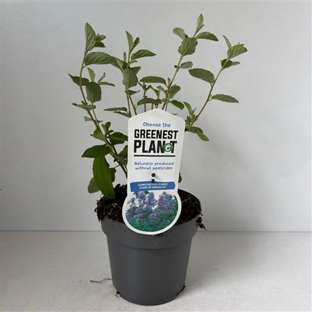 Ceanothus Del Gloire De Versailles