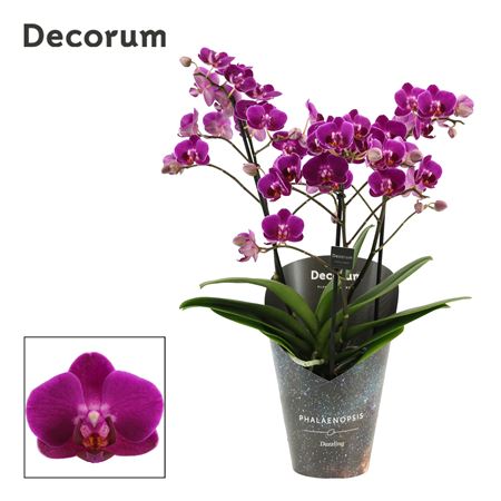 Phalaenopsis Dazzling Palenque 3-4 Tak (decorum)
