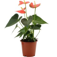 Антуриум андрианум Принц Оф Оранж