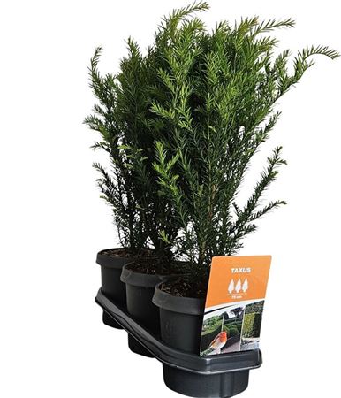 Taxus Baccata (hedgeline)