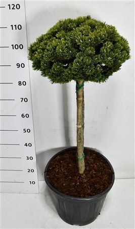 Pinus Mugo Sherwood Compact On Stem