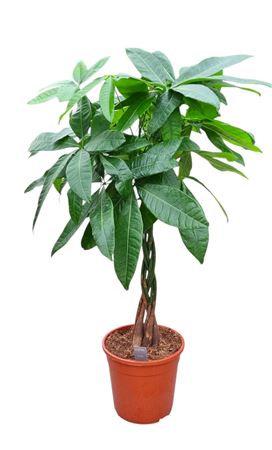 Pachira Aquatica Double Stam