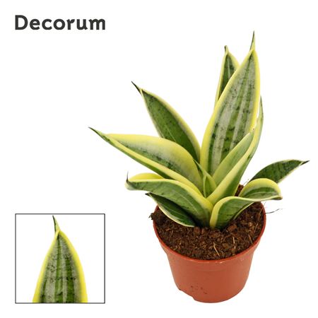 Sansevieria Hahnii Marbel