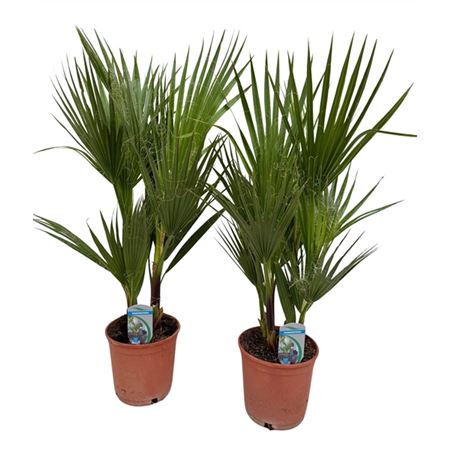 Washingtonia Filifera