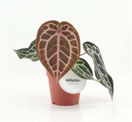 Anthurium Pink Blush