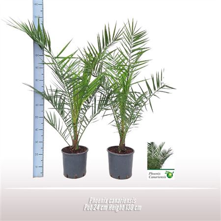 Phoenix Canariensis.