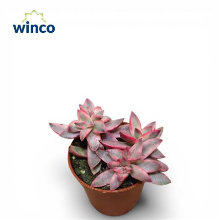 Crassula Rubricaulis Candy Cane