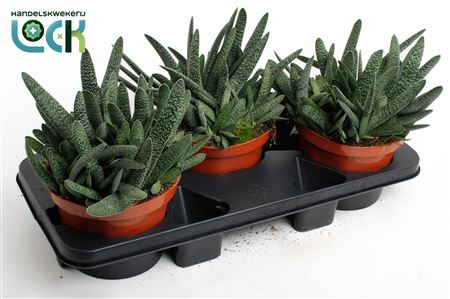 Gasteria Verrucosa