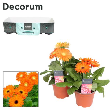 Gerbera Orange 2+ Showbox (decorum)