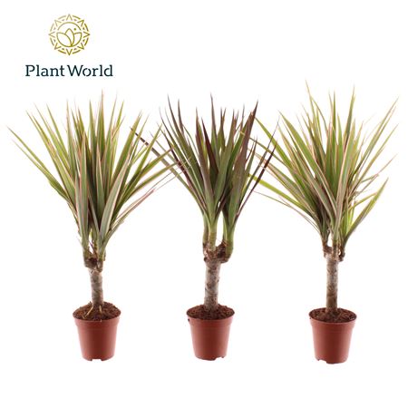 Drac Magenta & Bicolor Mix