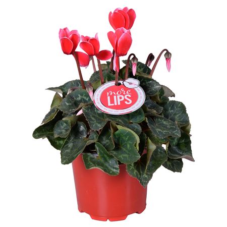 Cyclamen Fuji Red (morelips)