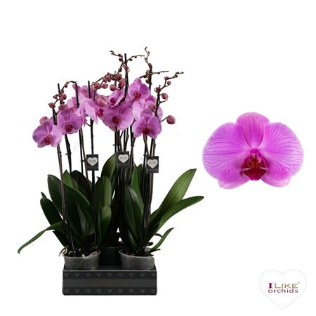 Phalaenopsis Orlando - 2 Tak 80cm