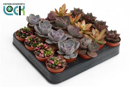 Succulent Autum Mix