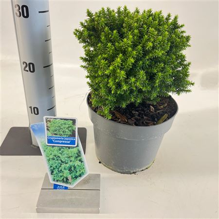 Cryptomeria Jap Compressa