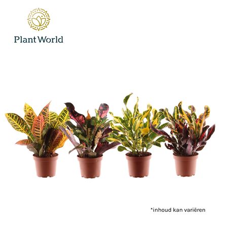 Codiaeum 3-5pp Mix