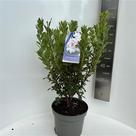 Rhodo (ak) Viscosa