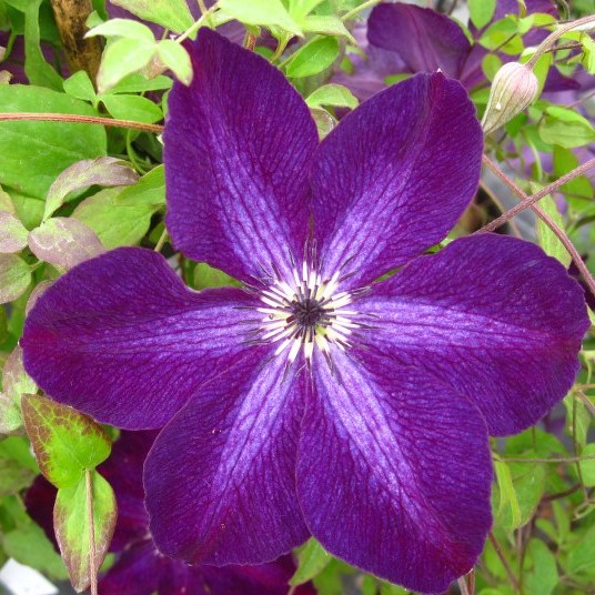 Клематис фиолетовый Найт Вейл в тубе