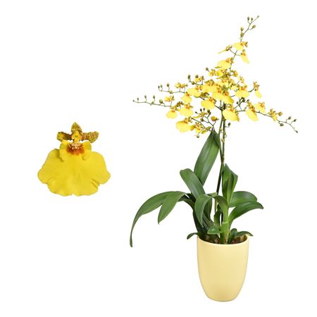 Oncidium 1st Münsterland Stern In Yellow Ceramic