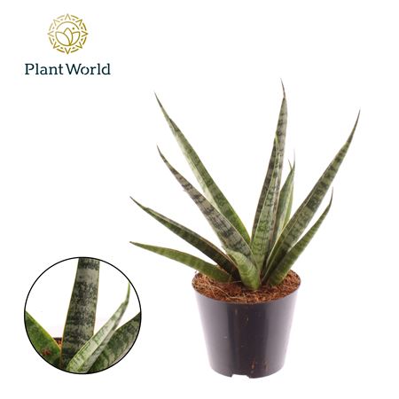 Sansevieria Sem P10.5