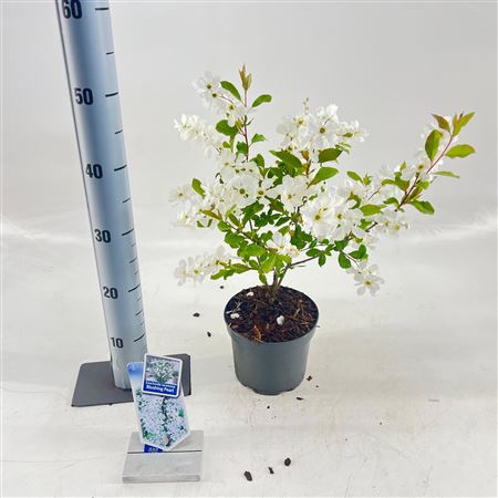 Exochorda Racemosa Blushing Pearl