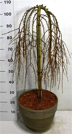 Larix Kaempf Stiff Weeper