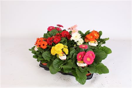 Gerbera Sundayz 2+